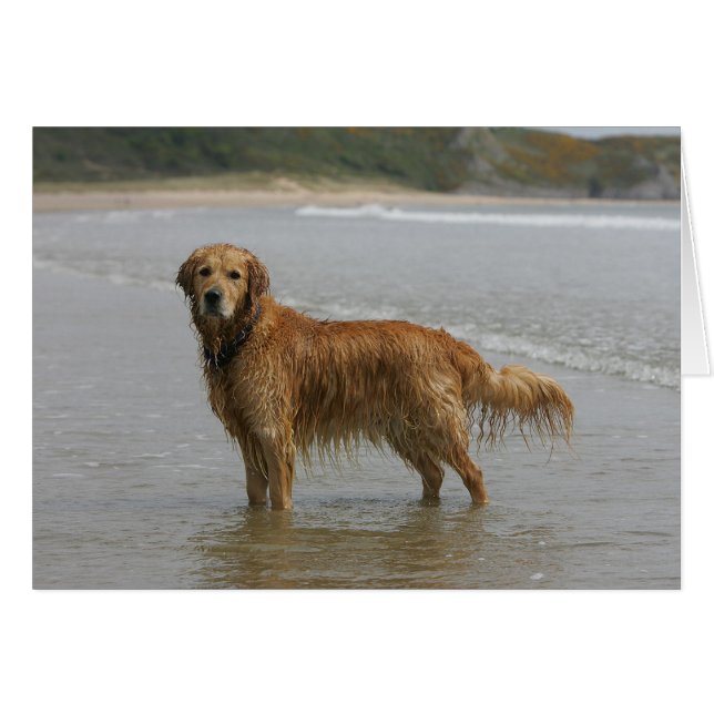 Golden Retreiver in het Zee (Voorkant Horizontaal)