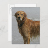 Golden Retreiver in het Zee Briefkaart (Voorkant / Achterkant)