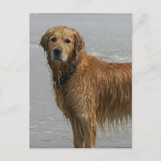 Golden Retreiver in het Zee Briefkaart (Voorkant)