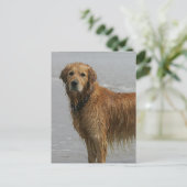 Golden Retreiver in het Zee Briefkaart (Staand voorkant)