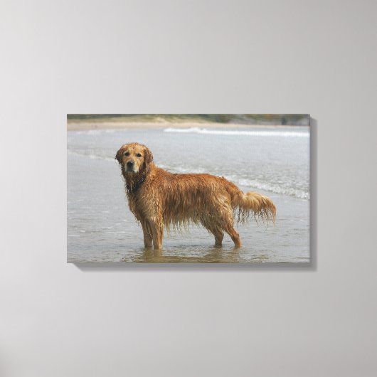 Golden Retreiver in het Zee Canvas Afdruk (Voorkant)