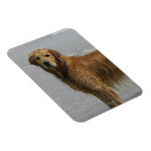 Golden Retreiver in het Zee Magneet (Rechterzijde)