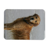 Golden Retreiver in het Zee Magneet (Horizontaal)