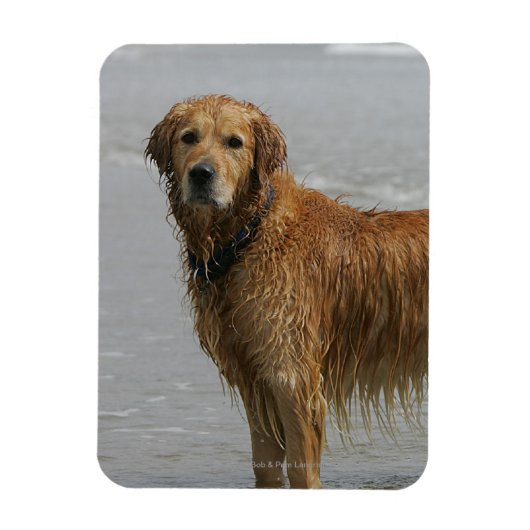 Golden Retreiver in het Zee Magneet (Verticaal)