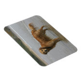 Golden Retreiver in het Zee Magneet (Rechterzijde)