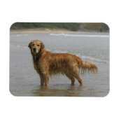 Golden Retreiver in het Zee Magneet (Horizontaal)