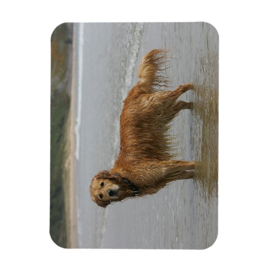 Golden Retreiver in het Zee Magneet (Verticaal)