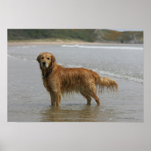 Golden Retreiver in het Zee Poster