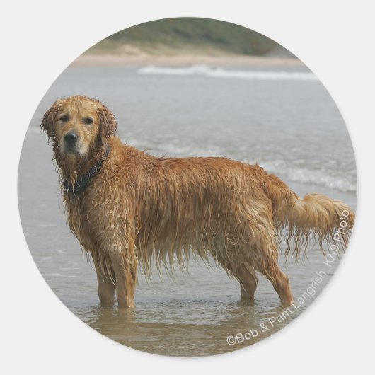 Golden Retreiver in het Zee Ronde Sticker (Voorkant)