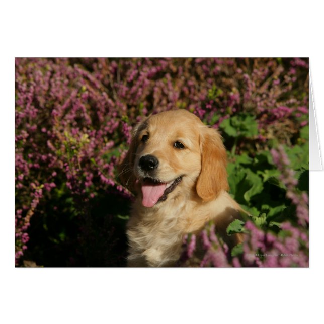 Golden Retreiver Puppy (Voorkant Horizontaal)