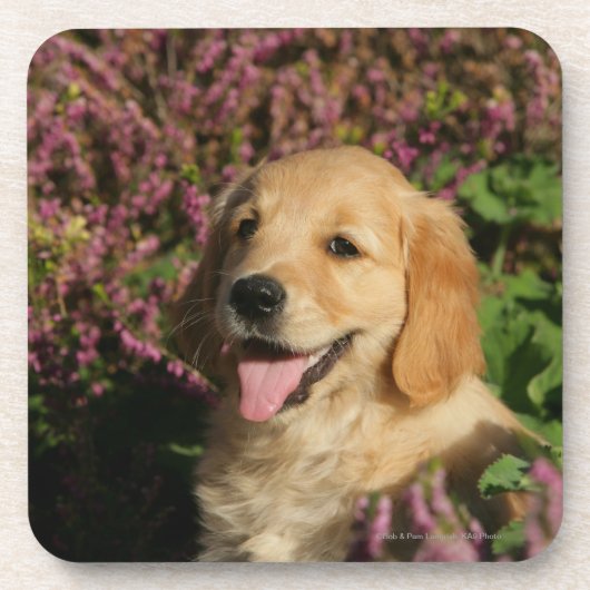 Golden Retreiver Puppy Bier Onderzetter (Voorkant)