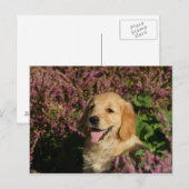 Golden Retreiver Puppy Briefkaart (Voorkant / Achterkant)
