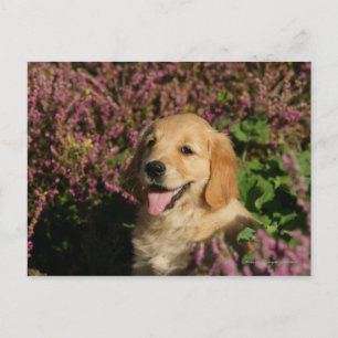 Golden Retreiver Puppy Briefkaart