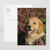 Golden Retreiver Puppy Briefkaart (Voorkant / Achterkant)