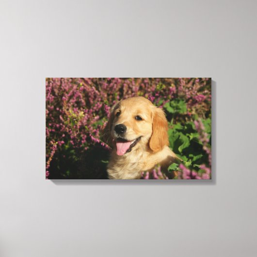 Golden Retreiver Puppy Canvas Afdruk (Voorkant)