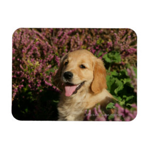 Golden Retreiver Puppy Magneet