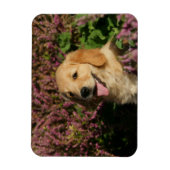 Golden Retreiver Puppy Magneet (Verticaal)