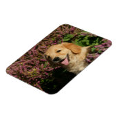 Golden Retreiver Puppy Magneet (Linkerzijde)