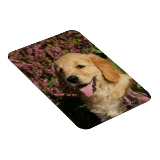 Golden Retreiver Puppy Magneet (Rechterzijde)