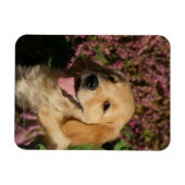 Golden Retreiver Puppy Magneet (Horizontaal)