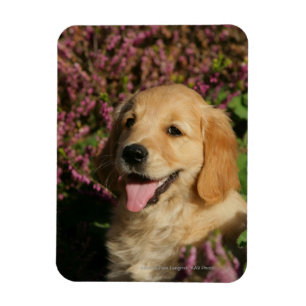 Golden Retreiver Puppy Magneet