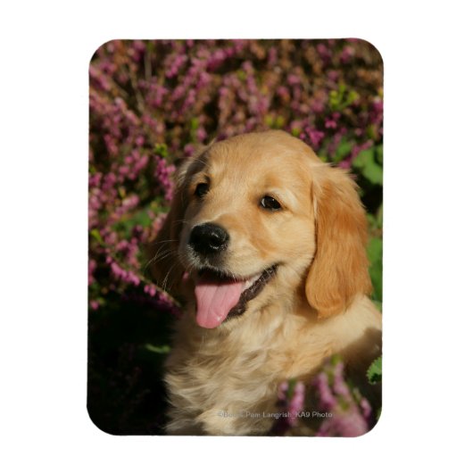 Golden Retreiver Puppy Magneet (Verticaal)