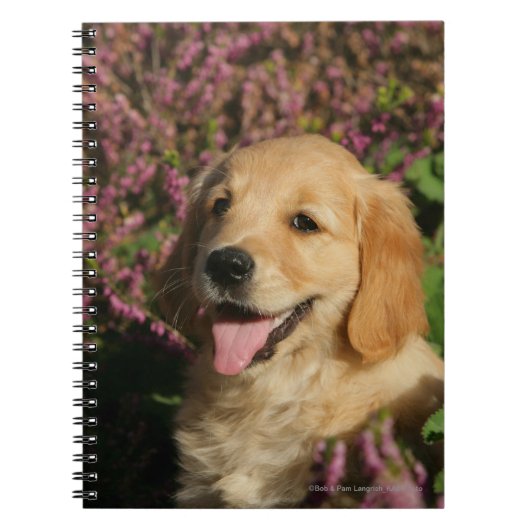 Golden Retreiver Puppy Notitieboek (Voorkant)