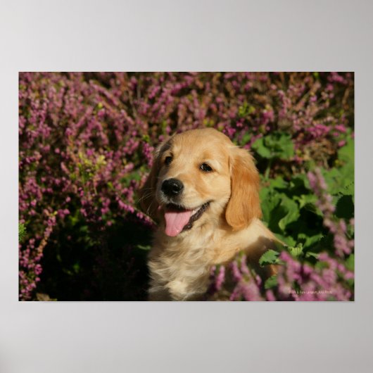 Golden Retreiver Puppy Poster (Voorkant)