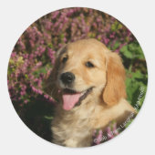Golden Retreiver Puppy Ronde Sticker (Voorkant)
