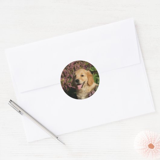 Golden Retreiver Puppy Ronde Sticker (Envelop)