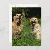 Golden Retreivers in Grass Briefkaart (Voorkant / Achterkant)