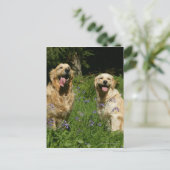 Golden Retreivers in Grass Briefkaart (Staand voorkant)
