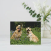 Golden Retreivers in Grass Briefkaart (Staand voorkant)