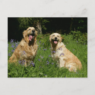 Golden Retreivers in Grass Briefkaart