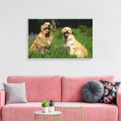 Golden Retreivers in Grass Canvas Afdruk (Insitu (Woonkamer))