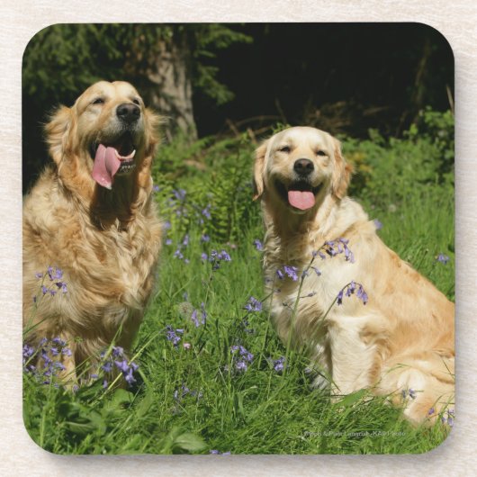 Golden Retreivers in Grass Drankjes Onderzetter (Voorkant)