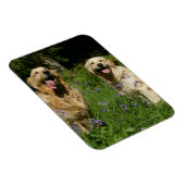 Golden Retreivers in Grass Magneet (Rechterzijde)