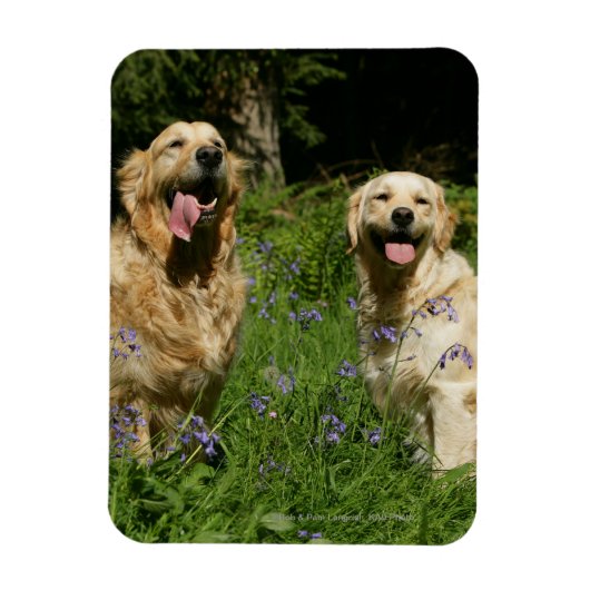 Golden Retreivers in Grass Magneet (Verticaal)