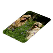 Golden Retreivers in Grass Magneet (Linkerzijde)