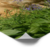 Golden Retreivers in Grass Poster (Hoek)