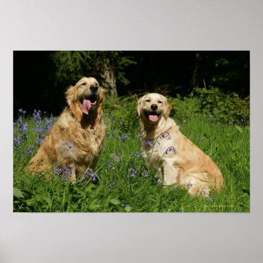 Golden Retreivers in Grass Poster (Voorkant)