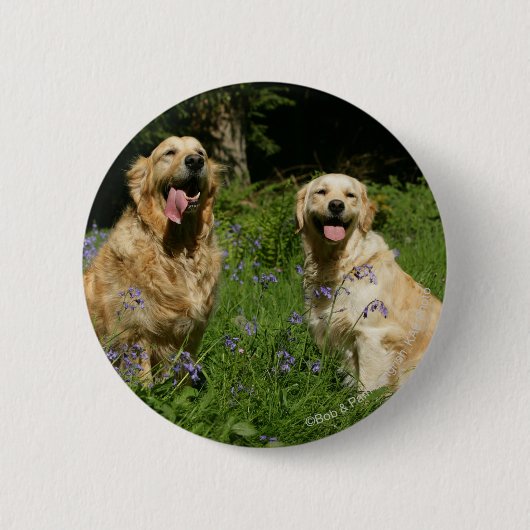 Golden Retreivers in Grass Ronde Button 5,7 Cm (Voorkant)