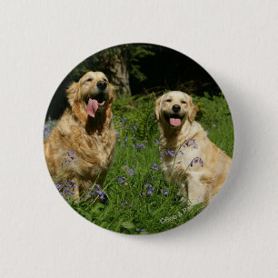 Golden Retreivers in Grass Ronde Button 5,7 Cm