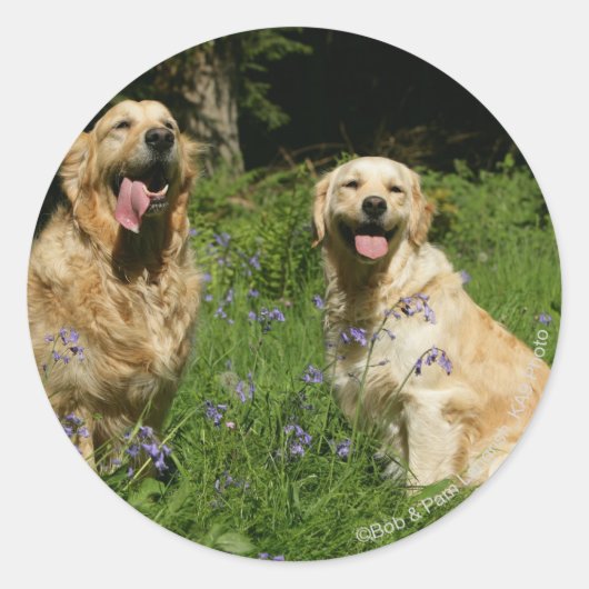 Golden Retreivers in Grass Ronde Sticker (Voorkant)