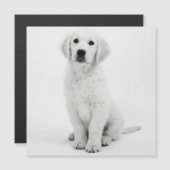 Golden Retriever (Voorkant / Achterkant)