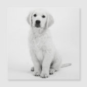 Golden Retriever (Voorkant)