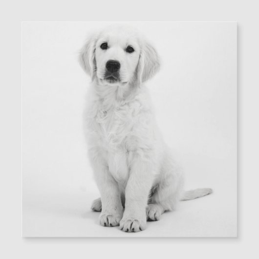 Golden Retriever (Voorkant)