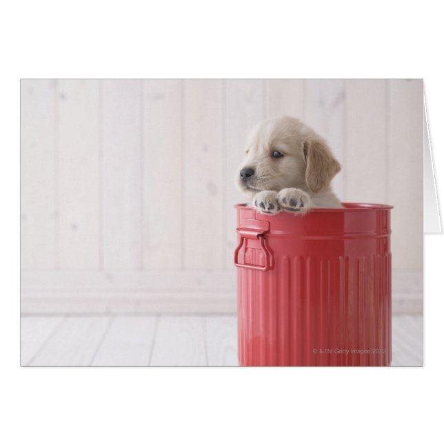 Golden Retriever (Voorkant Horizontaal)