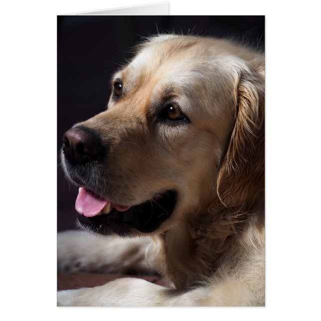 Golden Retriever (Voorkant)