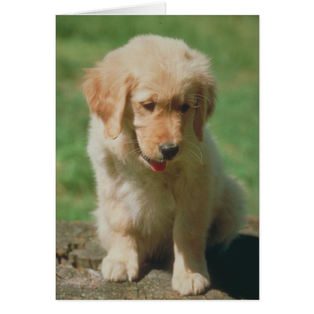 Golden Retriever (Voorkant)